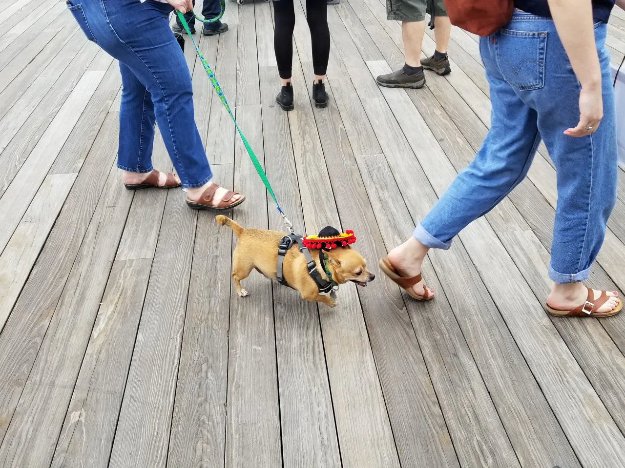 Chihuahua in sombrero