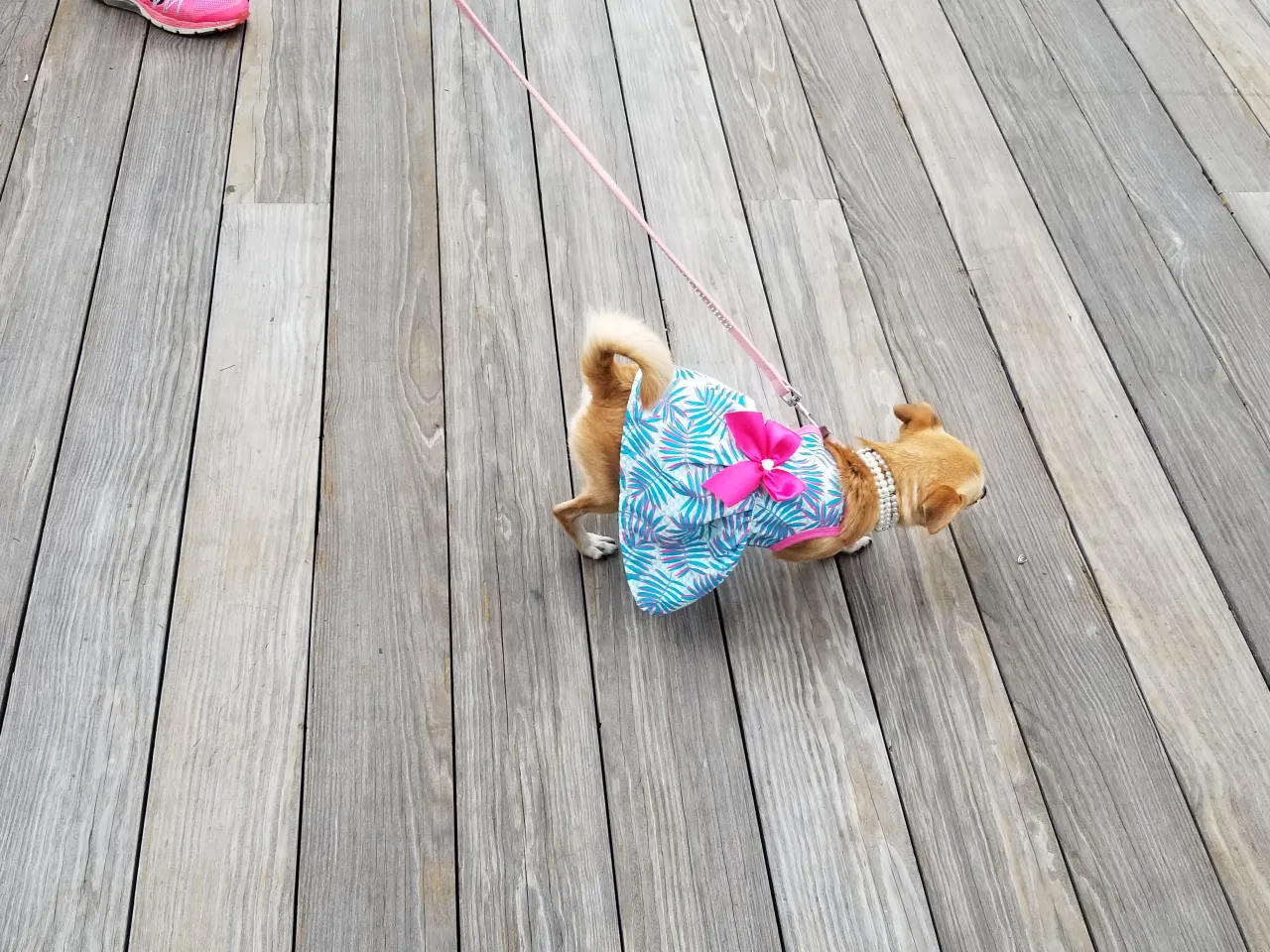 Chihuahua in dress